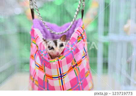 フクロモモンガ 123719773