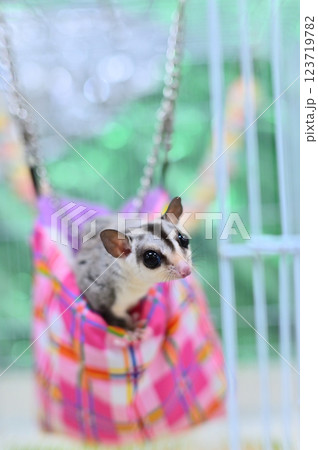 フクロモモンガ 123719782