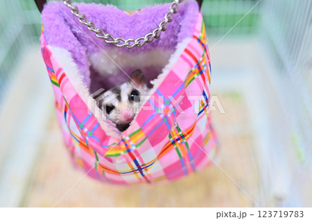 フクロモモンガ 123719783