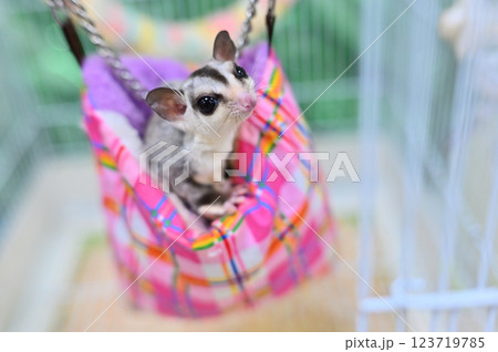 フクロモモンガ 123719785