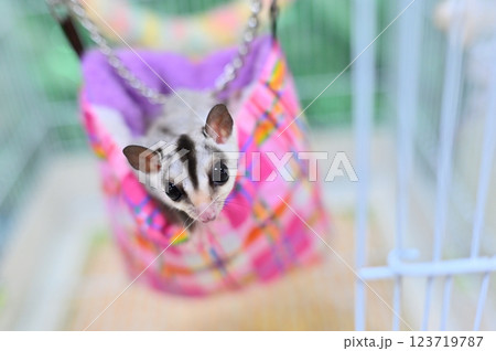 フクロモモンガ 123719787