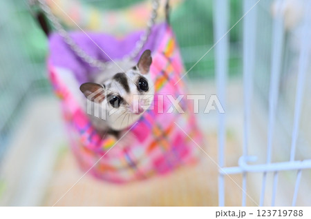 フクロモモンガ 123719788