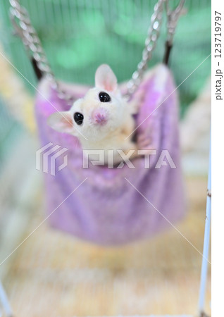 フクロモモンガ 123719797