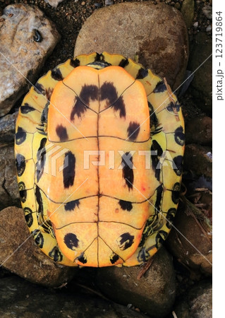 裏返して見たアカミミガメの甲羅 123719864