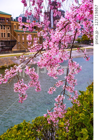 【京都風景】鴨川の三条付近に咲く京紅桜 【京都風景】鴨川の三条付近に咲く京紅桜 123719867