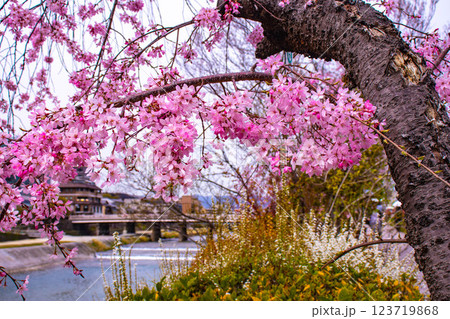 【京都風景】鴨川の三条付近に咲く京紅桜 123719868