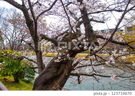 【京都風景】鴨川の三条付近に咲く京紅桜 123719870