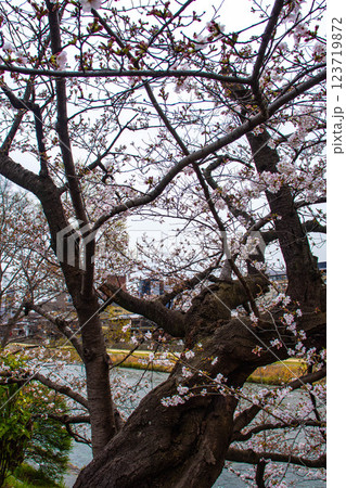 【京都風景】鴨川の三条付近に咲く京紅桜 【京都風景】鴨川の三条付近に咲く京紅桜 123719872