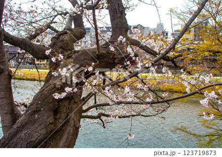 【京都風景】鴨川の三条付近に咲く京紅桜 123719873