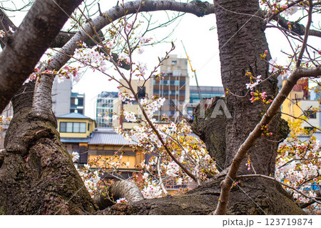 【京都風景】鴨川の三条付近に咲く京紅桜 【京都風景】鴨川の三条付近に咲く京紅桜 123719874