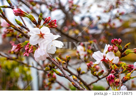 【京都風景】鴨川の三条付近に咲く京紅桜 【京都風景】鴨川の三条付近に咲く京紅桜 123719875