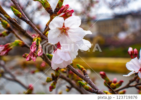 【京都風景】鴨川の三条付近に咲く京紅桜 123719876
