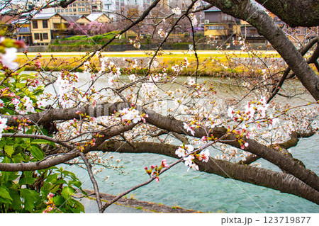 【京都風景】鴨川の三条付近に咲く京紅桜 【京都風景】鴨川の三条付近に咲く京紅桜 123719877
