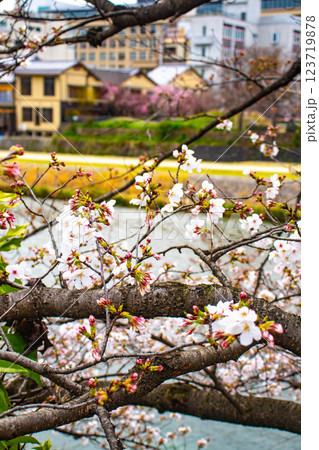 【京都風景】鴨川の三条付近に咲く京紅桜 123719878
