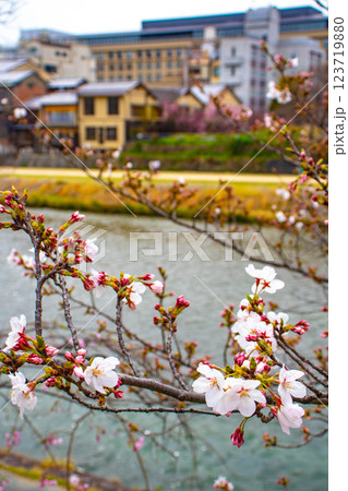 【京都風景】鴨川の三条付近に咲く京紅桜 【京都風景】鴨川の三条付近に咲く京紅桜 123719880