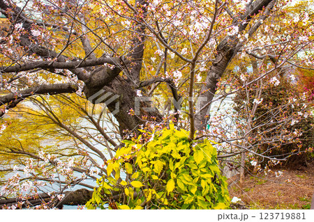 【京都風景】鴨川の三条付近に咲く京紅桜 【京都風景】鴨川の三条付近に咲く京紅桜 123719881