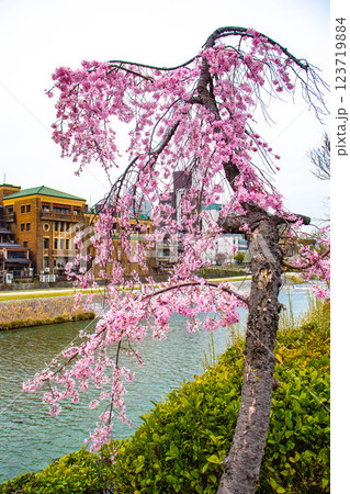 【京都風景】鴨川の三条付近に咲く京紅桜 123719884