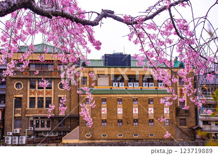 【京都風景】鴨川の三条付近に咲く京紅桜 123719889