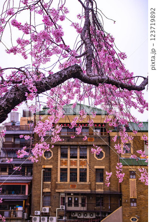 【京都風景】鴨川の三条付近に咲く京紅桜 123719892