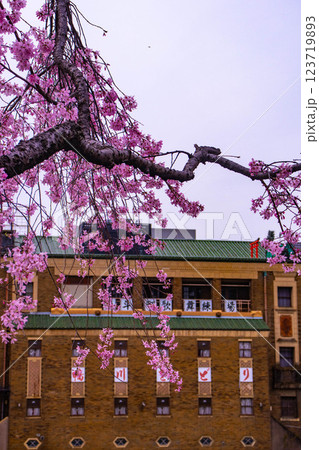 【京都風景】鴨川の三条付近に咲く京紅桜 123719893