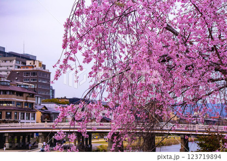 【京都風景】鴨川の三条付近に咲く京紅桜 123719894