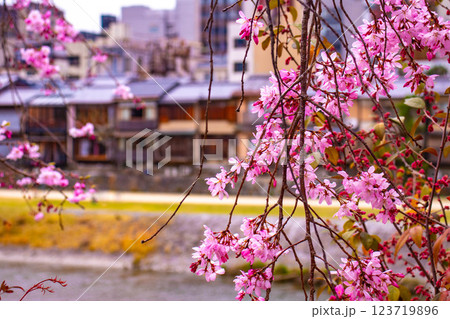 【京都風景】鴨川の三条付近に咲く京紅桜 123719896