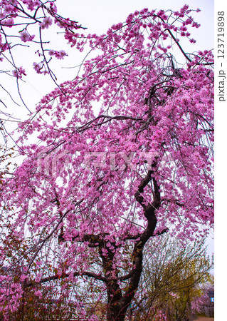 【京都風景】鴨川の三条付近に咲く京紅桜 123719898