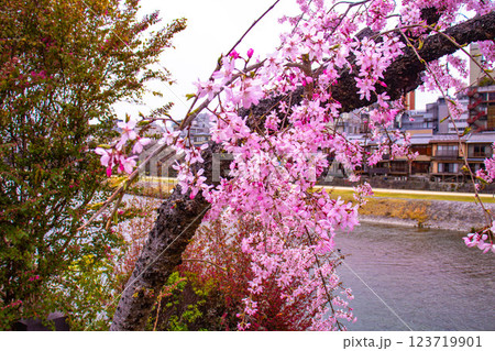 【京都風景】鴨川の三条付近に咲く京紅桜 123719901