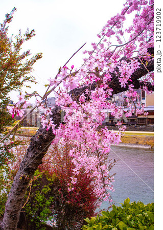 【京都風景】鴨川の三条付近に咲く京紅桜 【京都風景】鴨川の三条付近に咲く京紅桜 123719902