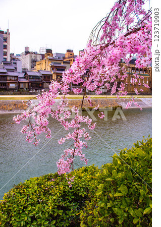 【京都風景】鴨川の三条付近に咲く京紅桜 【京都風景】鴨川の三条付近に咲く京紅桜 123719903