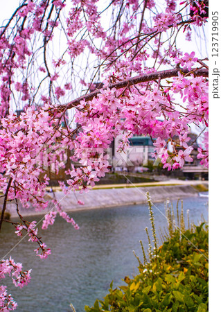 【京都風景】鴨川の三条付近に咲く京紅桜 123719905