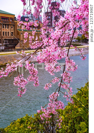 【京都風景】鴨川の三条付近に咲く京紅桜 123719907