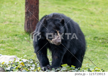 Spectacled bear (Tremarctos ornatus), known as the South American bear. Jaime Duque Park, Metropolitan Area of Bogota, Colombia. 123719913