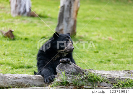 Spectacled bear (Tremarctos ornatus), known as the South American bear. Jaime Duque Park, Metropolitan Area of Bogota, Colombia. 123719914