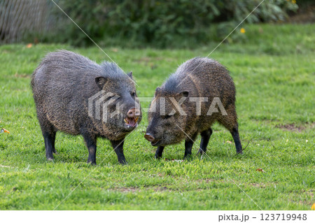 Collared peccary (Dicotyles tajacu), Jaime Duque Park, Metropolitan Area of Bogota, Colombia. 123719948