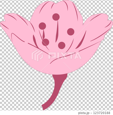 Cherry Blossoms Cherry Blossoms 123720188