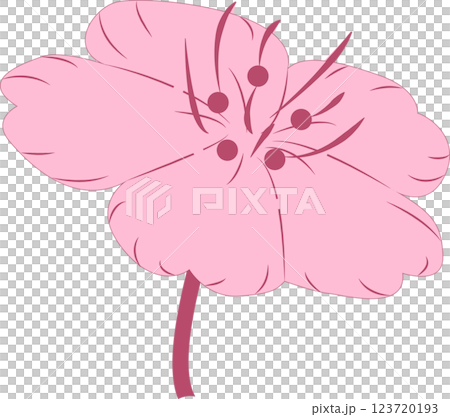 Cherry Blossoms   123720193