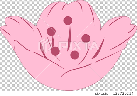 Cherry Blossoms   123720214