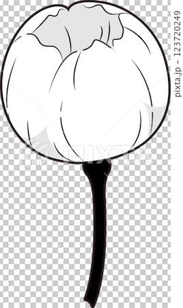 Cherry Blossoms Cherry Blossoms 123720249