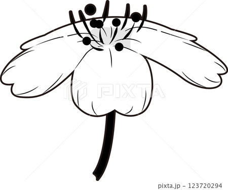 さくら さくら 123720294