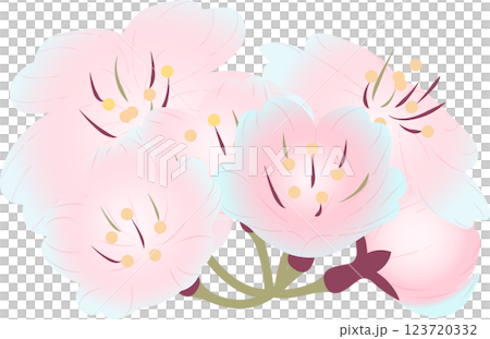 Cherry Blossoms   123720332