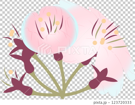 Cherry Blossoms   123720333