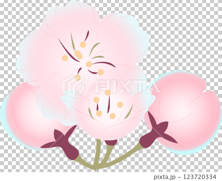 Cherry Blossoms   123720334