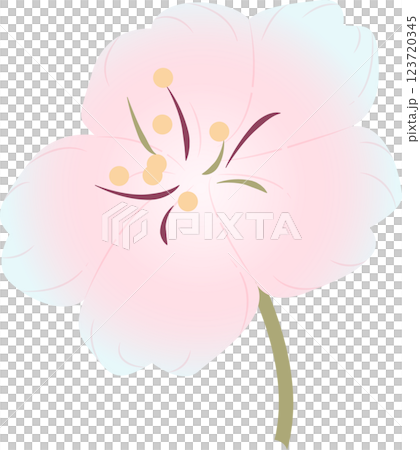 Cherry Blossoms Cherry Blossoms 123720345