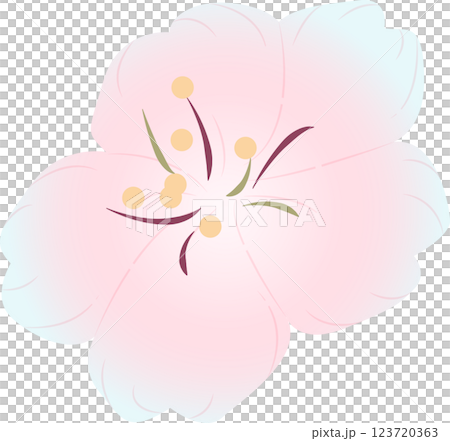 Cherry Blossoms Cherry Blossoms 123720363