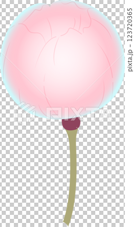 Cherry Blossoms Cherry Blossoms 123720365