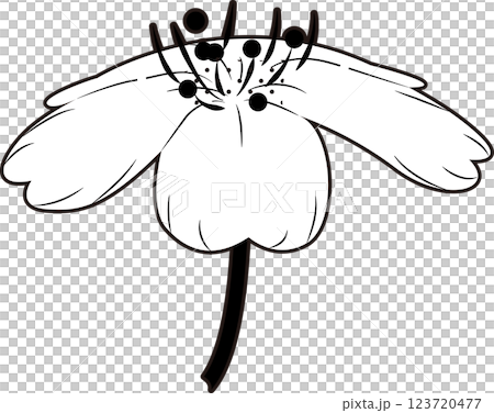 さくら 123720477
