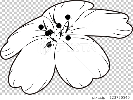 櫻花 櫻花 123720540