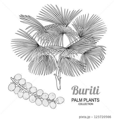 Buriti Plant with Fruit Outline Illustration 123720566