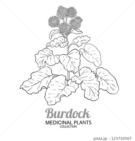 Burdock Plant with Flowers Outline Illustration 123720567